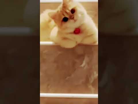 The sudden she love in the cat super expression😍😍😍😍😍#shorts#ytshorts