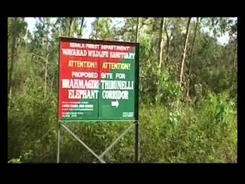 download lagu mp3 mp4 Elephant Corridor In Tamilnadu, download lagu Elephant Corridor In Tamilnadu gratis, unduh video klip Elephant Corridor In Tamilnadu