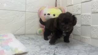 ハーフ犬の動画01
