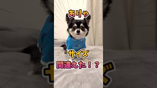犬服のサイズ選びは難しい。 #犬との暮らし #chihuahua #dog #チワワ #癒し