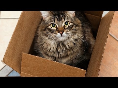 How to Cat-Proof Your Home & Yard | Cat Care