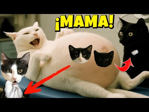 Mis gatitos bebés Luna y Estrella and 3 more