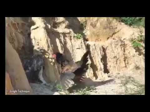 Madre gallina defiende a sus polluelos de un águila