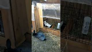 Silver Fox rabbit Rabbits Videos