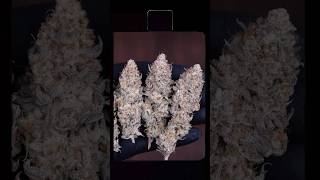 Organic Holy Bananas 🍌 Full Grow Cycle | Gaia Green