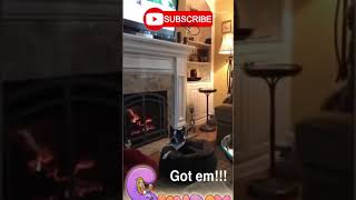 So Funny Dog and cat you laugh instantly, Dog Funny Video #200 || #Shorts