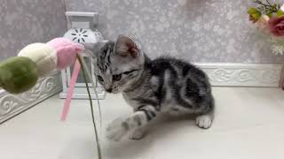 アメリカンショートヘアの動画01