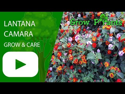 , title : 'Lantana camara flowers - grow & care'