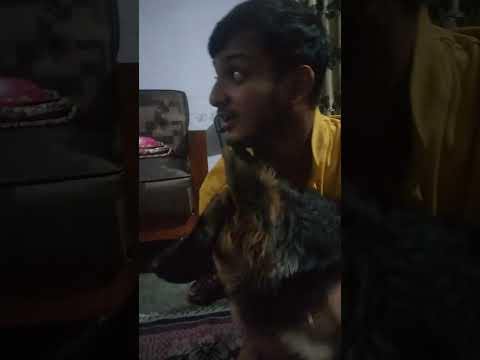 #youtubeshortsvideo #neelamverma #neelam l my pet dog