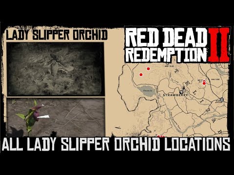 RDR2 Lady Slipper Orchid All Locations - Exotics Quest