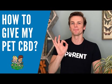 How do I give my cat or dog CBD oil? Gums, ears, food and treats.