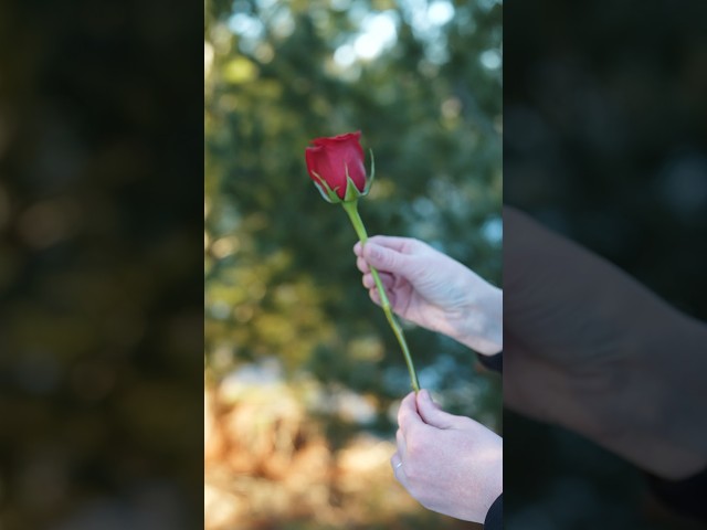 Vídeo relacionado con REITINGE Magics Tricks Varita a Rose Flower Close Up Show para magos de escenario callejero, accesorios de truco de magia Stick to Rose Trick