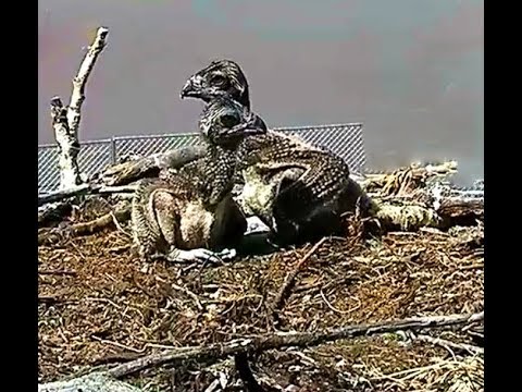 Hellgate osprey 6 20 18 403pm Iris went fishing again returns 424pm with live fish