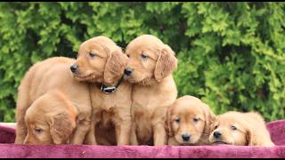 Video preview image #1 Golden Irish Puppy For Sale in BLAIN, PA, USA