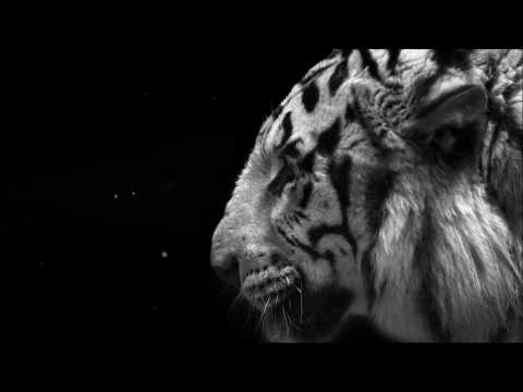 Chill Trap 15 (ka-meal x michał graczyk - what u Need)