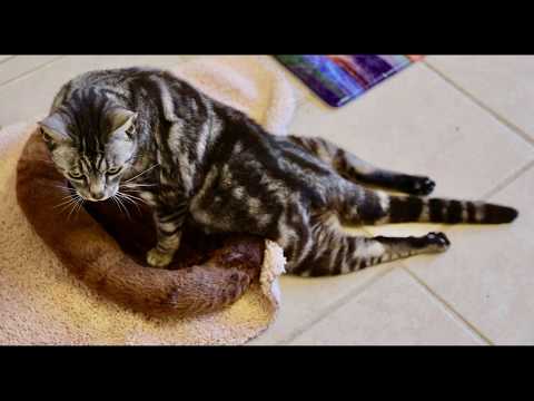 Wow - The beautiful cats of the Boo Boo Zoo - East Maui Animal Refuge