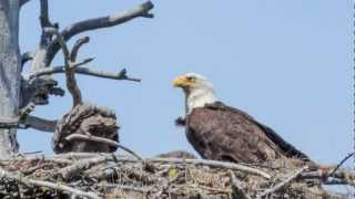 preview picture of video 'Eagle Chicks at 5 Weeks.mp4'
