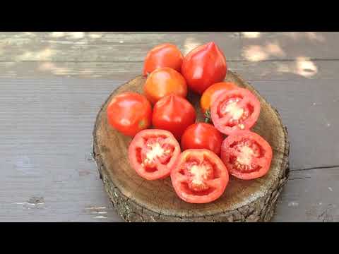 , title : 'Dwarf Geranium Kiss Tomato. Perfect Canning Tomatoes, Multi-Flora. Prolific!'