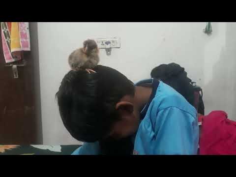 Firoza David playing with chicks