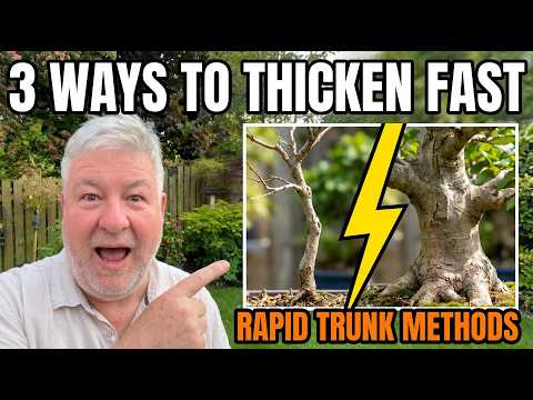 Your Bonsai Trunk Is Too Thin — Do This Now