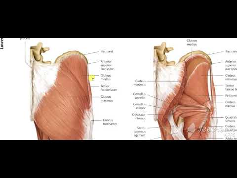 Thigh muscles posterior view 1