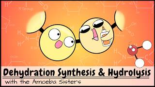 Dehydration Synthesis and Hydrolysis