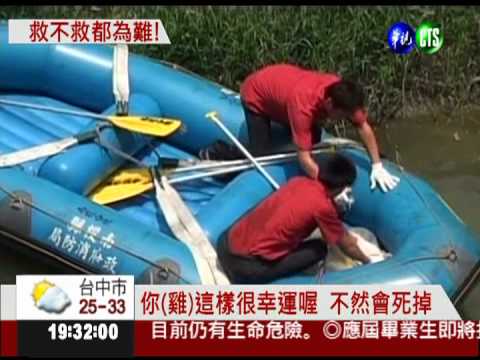 白雞受困排水溝 消防隊出動救