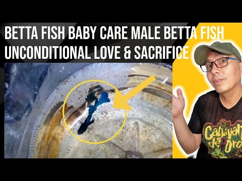 This is how male betta fish care its babies that you need to know