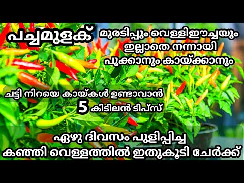 കീടബാധ ഒന്നുമില്ലാതെ പച്ചമുളക് നന്നായി പൂക്കാനും കായ്ക്കാനും അടിപൊളി വളം / Pachamulaku krishi