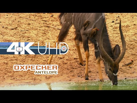 Oxpeckers on Antelope | African Animals 4K UHD Part 4 | Wildlife Natural 7.1 sound