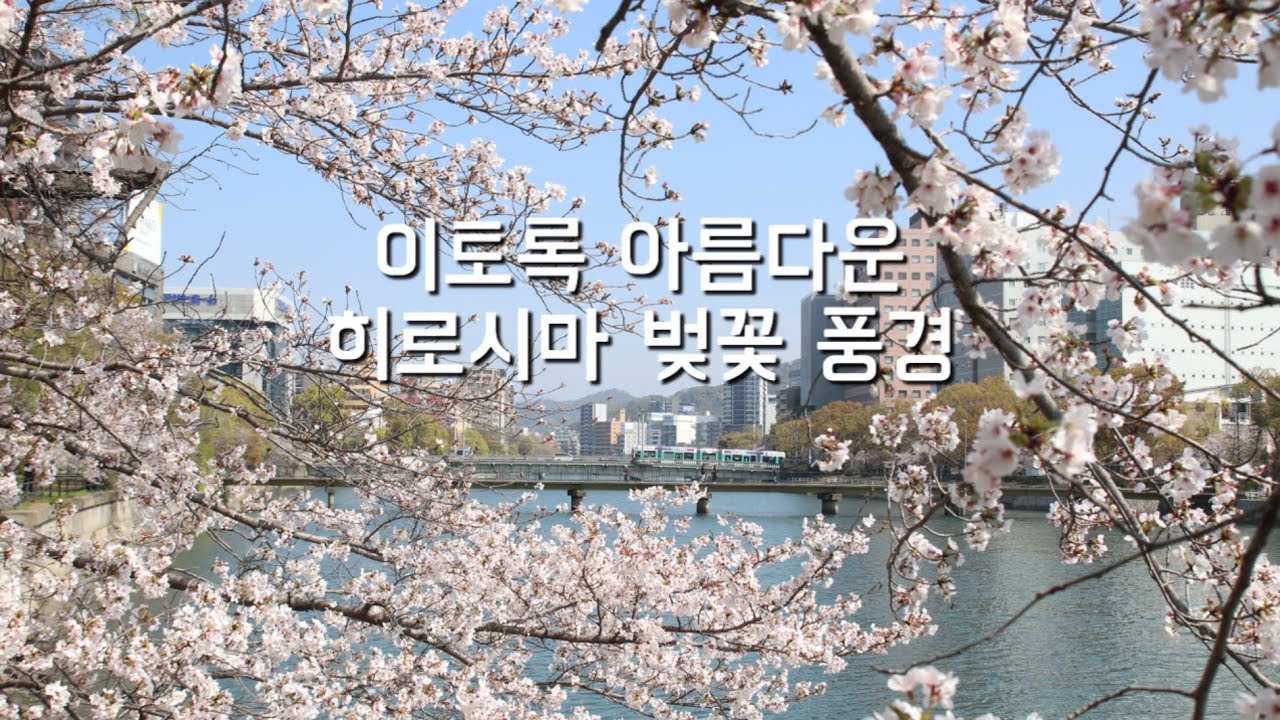 일본 숨은 벚꽃 명소 : 눈 부시게 빛나던 봄날의 히로시마 