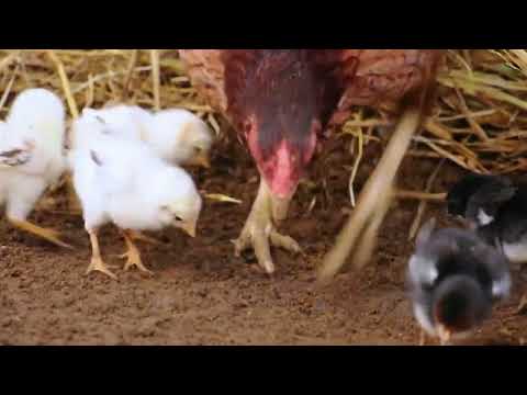 Cute free ranging Madagascar's long legged chicken, or akoho gasy, with chicks foraging
