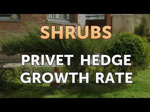 How to Prune a Bottlebrush Shrub