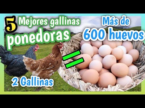 , title : 'GALLINAS PONEDORAS de HUEVO (5 Mejores de todo el MUNDO) 🐔🥚'