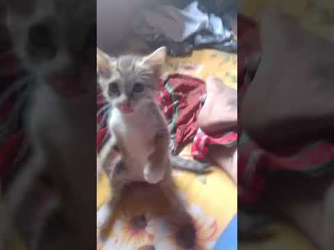 Cat..   Rajib And cat