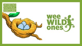Download Lagu Eggs - Wee Wild Ones on the Web (Season 1, Episode 8) Thumbnail
