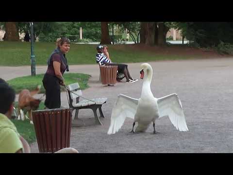 Dog vs Swan in Strasbourg, France