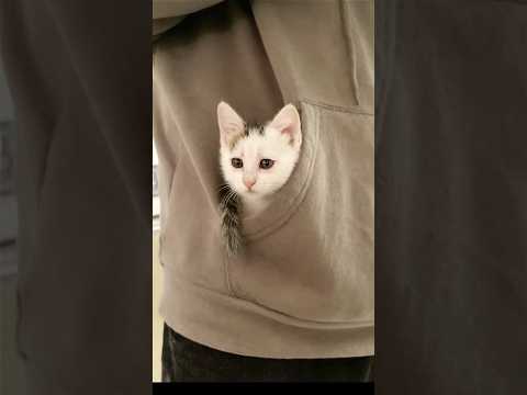 One jump was all it took — this kitten turned a man’s jacket pocket into her personal safe zone 🐱🧥💖