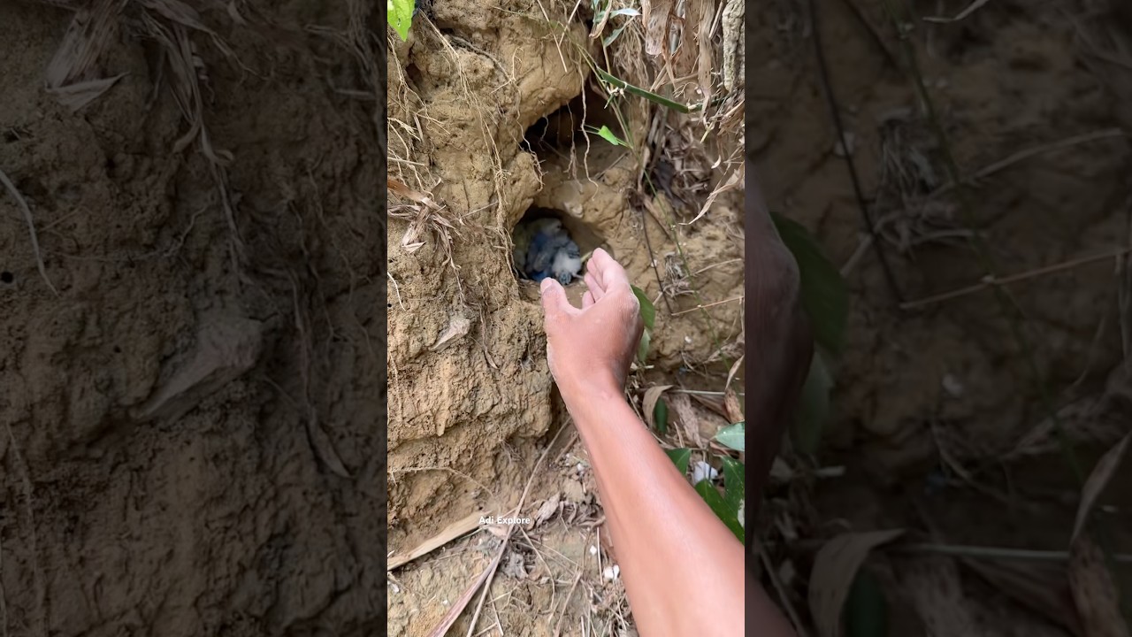 it turns out this is the nest #trending #wildlife #nest #nature #animals #shorts