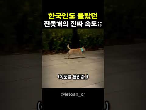한국인도 몰랐던 진돗개의 진짜 속도..