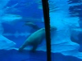 Polar Bear Detroit Zoo
