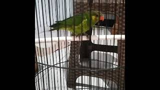 Download lagu Perkici tembakan kasar mp3 Download lagu Perkici tembakan kasar mp3