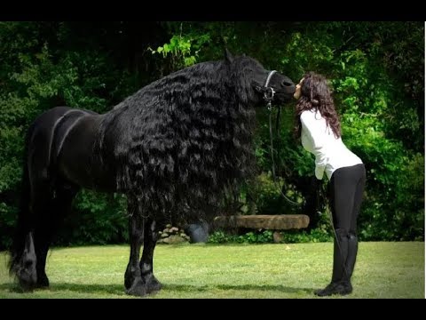 CONHEÇA FREDERIK O CAVALO MAIS BONITO DO MUNDO