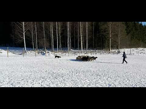 Hanski. 10kk. Tasapainottelua.