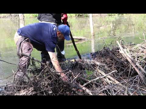 Beavers Turn a Beautiful Creek into a Swampland