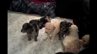 More Aussiedoodle Puppies