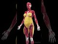 Subcutaneous Fat In Females 3D Anatomy Animation