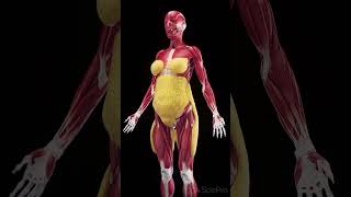 Subcutaneous Fat in Females | 3D Anatomy Animation