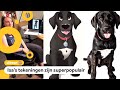 Isa tovert huisdieren om in stripfiguren