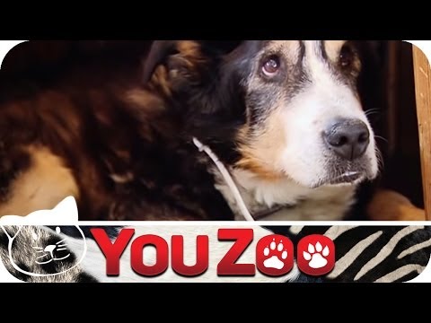Der älteste Hund der Welt │YouZoo